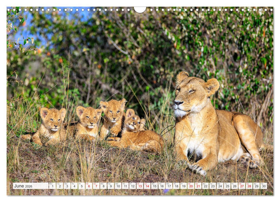 African Cats in impressive portraits (CALVENDO Monthly Calendar 2026)