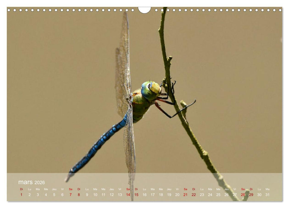 Oiseaux, Papillons et Libellules (CALVENDO Calendrier mensuel 2026)