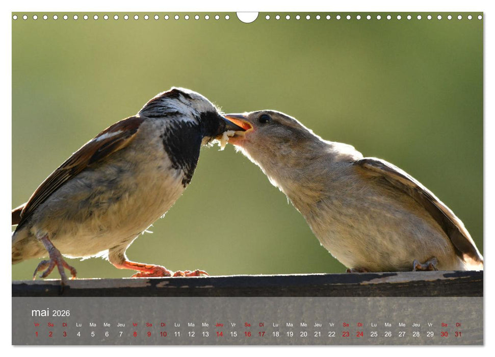 Oiseaux, Papillons et Libellules (CALVENDO Calendrier mensuel 2026)