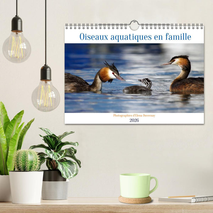 Oiseaux aquatiques en famille (CALVENDO Calendrier mensuel 2026)