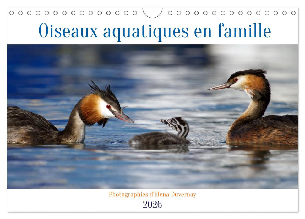 Oiseaux aquatiques en famille (CALVENDO Calendrier mensuel 2026)