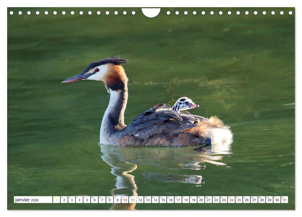 Oiseaux aquatiques en famille (CALVENDO Calendrier mensuel 2026)