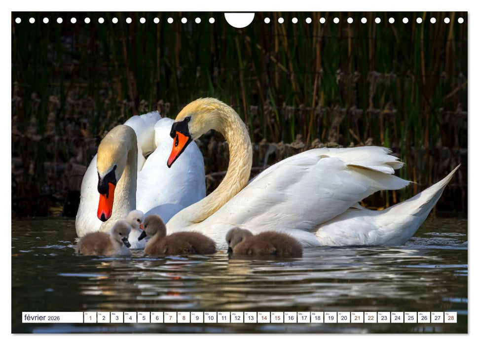 Oiseaux aquatiques en famille (CALVENDO Calendrier mensuel 2026)