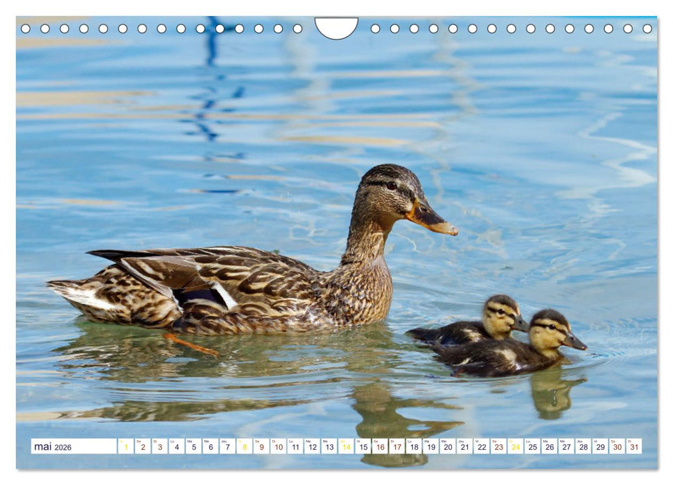 Oiseaux aquatiques en famille (CALVENDO Calendrier mensuel 2026)