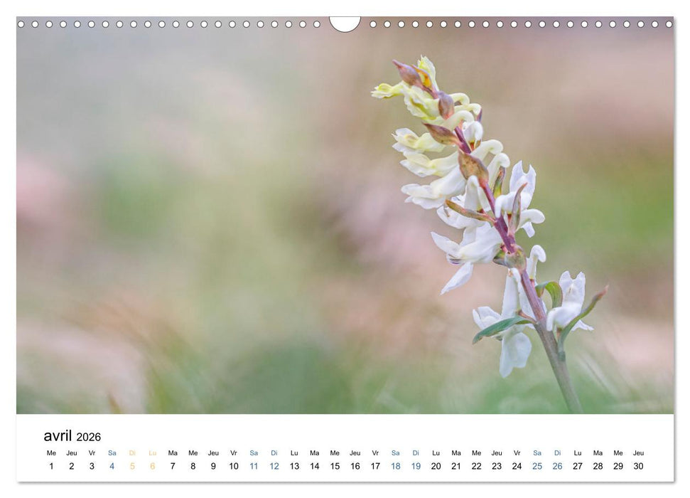 Fleurs poétiques (CALVENDO Calendrier mensuel 2026)