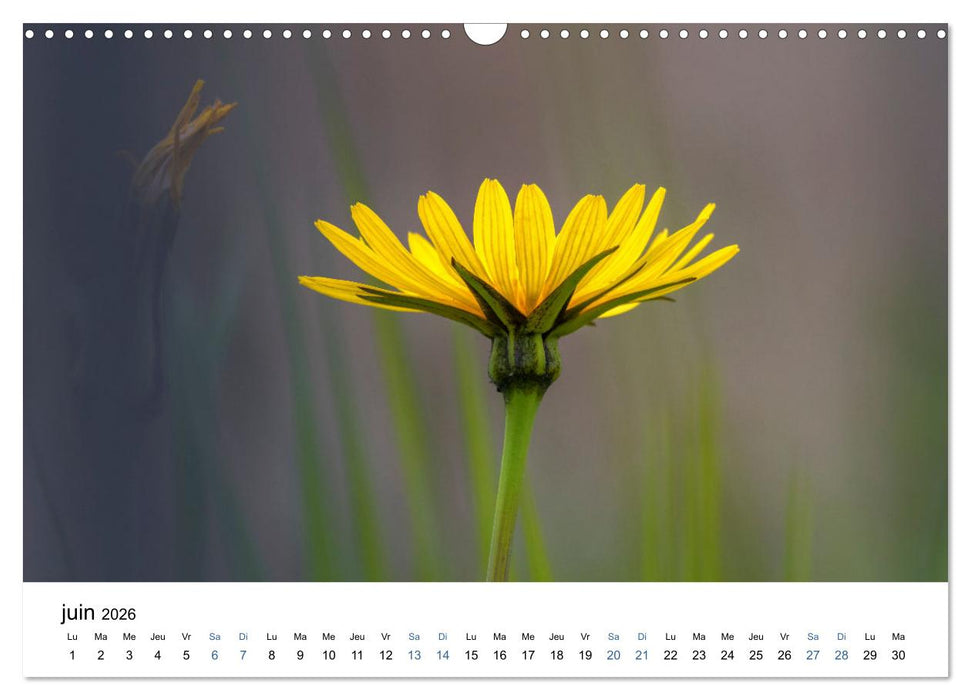 Fleurs poétiques (CALVENDO Calendrier mensuel 2026)