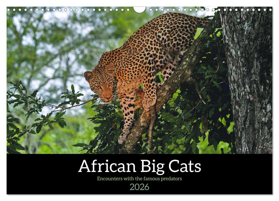 African Big Cats (CALVENDO Monthly Calendar 2026)