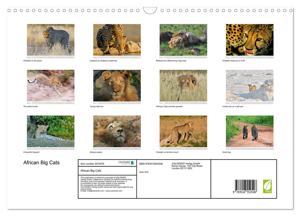 African Big Cats (CALVENDO Monthly Calendar 2026)