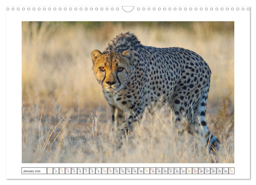 African Big Cats (CALVENDO Monthly Calendar 2026)
