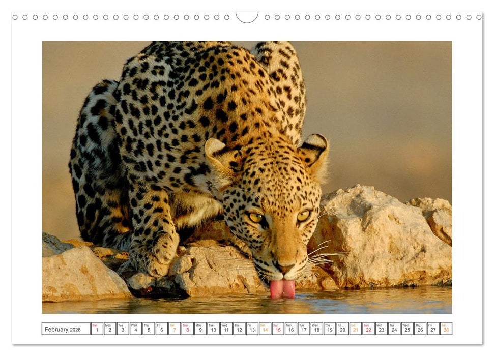African Big Cats (CALVENDO Monthly Calendar 2026)