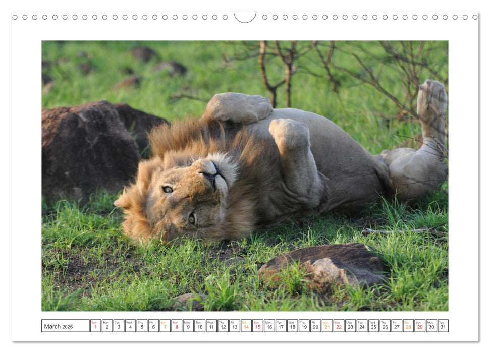 African Big Cats (CALVENDO Monthly Calendar 2026)