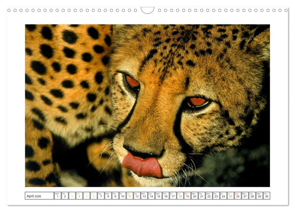 African Big Cats (CALVENDO Monthly Calendar 2026)
