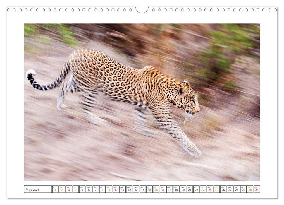 African Big Cats (CALVENDO Monthly Calendar 2026)