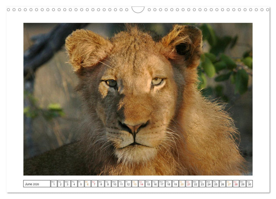 African Big Cats (CALVENDO Monthly Calendar 2026)