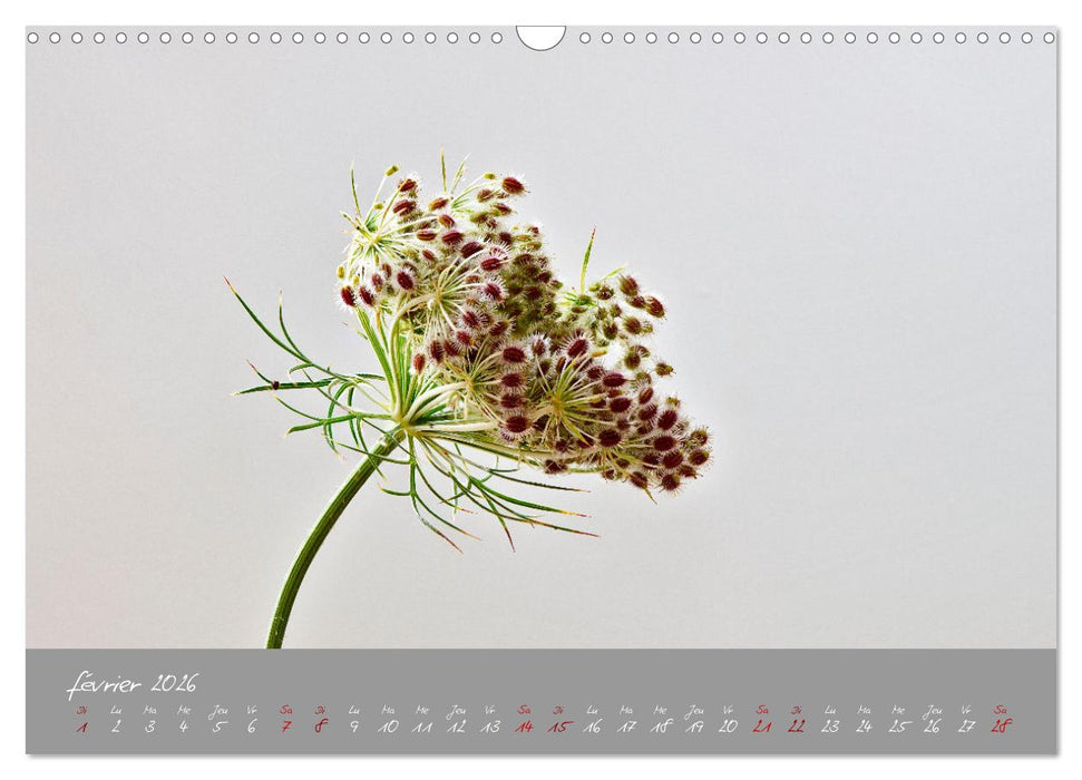 Des fleurs sur le chemin du matin (CALVENDO Calendrier mensuel 2026)