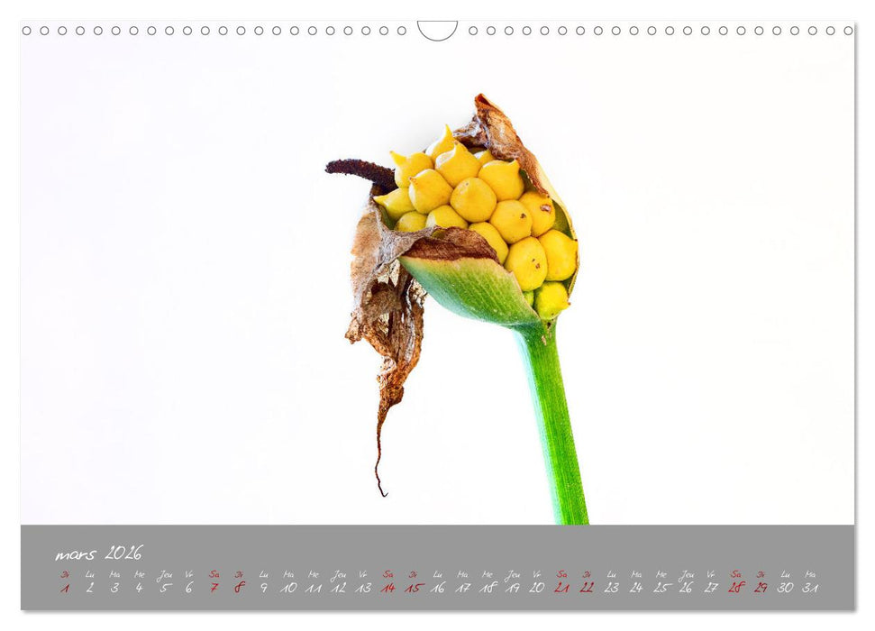 Des fleurs sur le chemin du matin (CALVENDO Calendrier mensuel 2026)