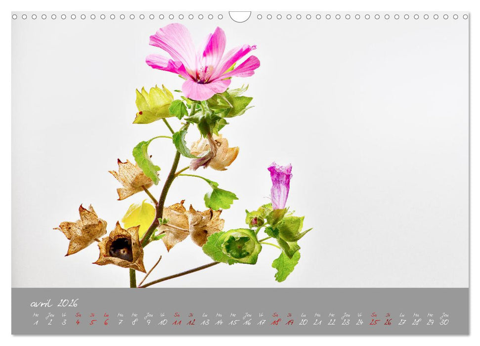 Des fleurs sur le chemin du matin (CALVENDO Calendrier mensuel 2026)