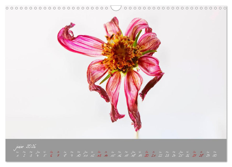 Des fleurs sur le chemin du matin (CALVENDO Calendrier mensuel 2026)