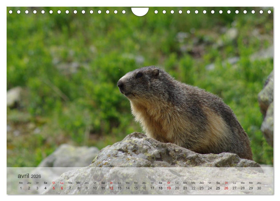 Echappée alpine (CALVENDO Calendrier mensuel 2026)