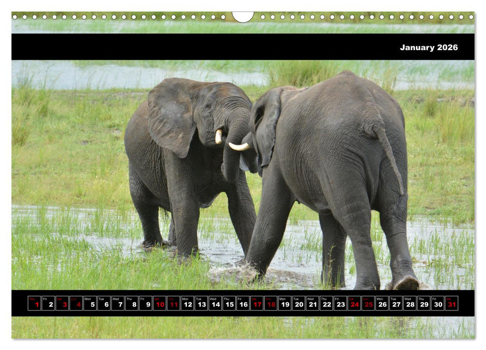 Elephants of Botswana (CALVENDO Monthly Calendar 2026)