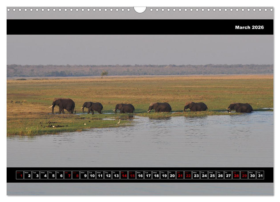 Elephants of Botswana (CALVENDO Monthly Calendar 2026)