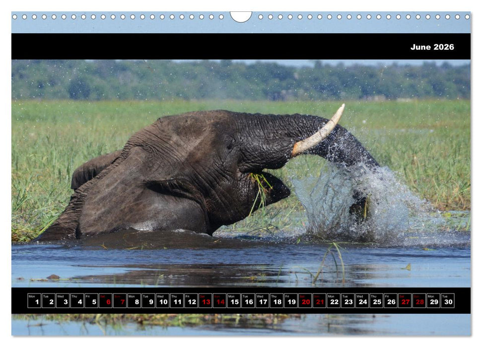 Elephants of Botswana (CALVENDO Monthly Calendar 2026)