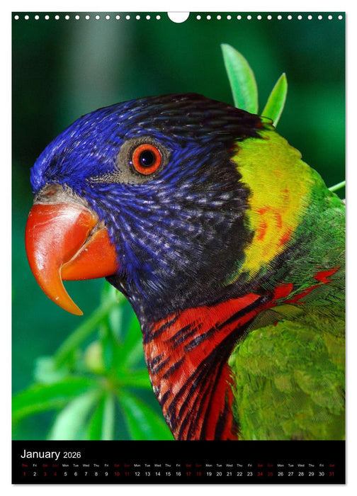 Fascinating parrots from all over the world (CALVENDO Monthly Calendar 2026)