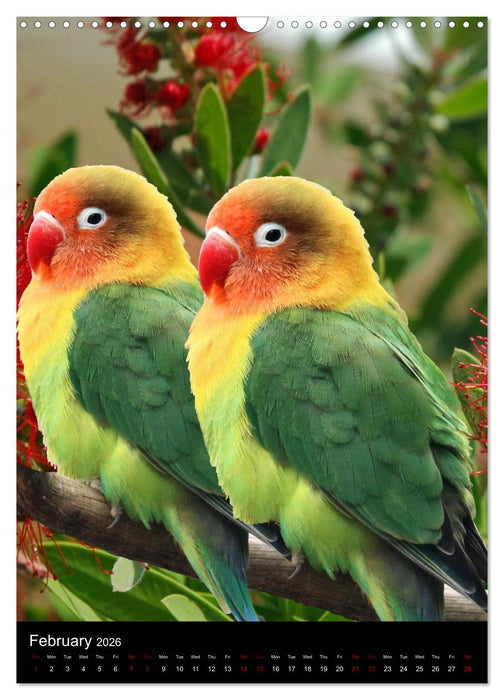 Fascinating parrots from all over the world (CALVENDO Monthly Calendar 2026)