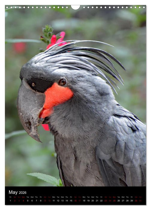 Fascinating parrots from all over the world (CALVENDO Monthly Calendar 2026)