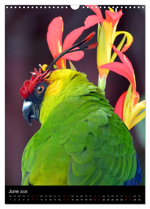 Fascinating parrots from all over the world (CALVENDO Monthly Calendar 2026)