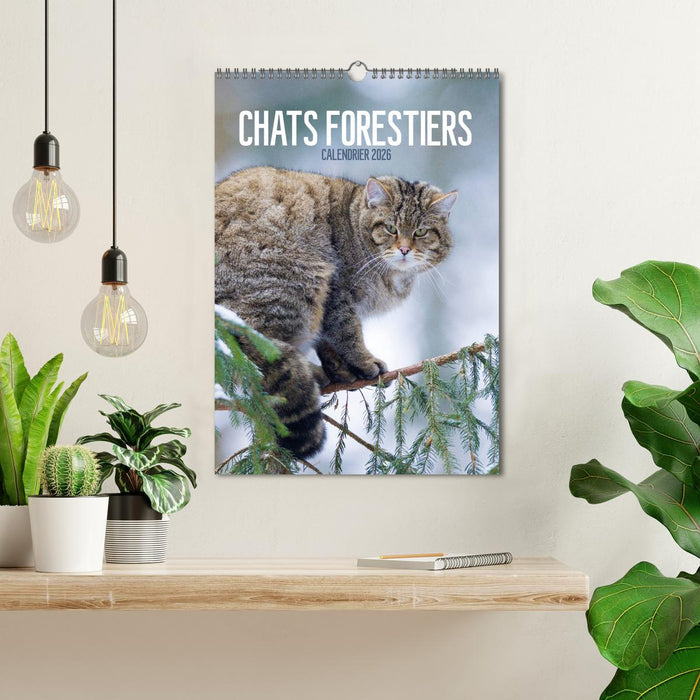 Chats forestiers (CALVENDO Calendrier mensuel 2026)