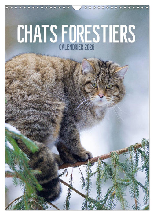 Chats forestiers (CALVENDO Calendrier mensuel 2026)