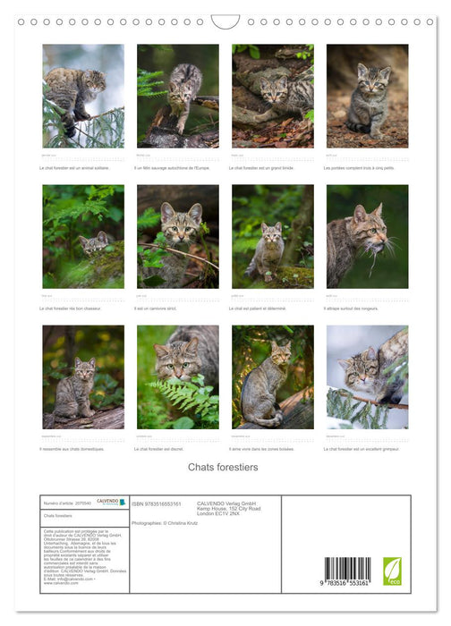 Chats forestiers (CALVENDO Calendrier mensuel 2026)