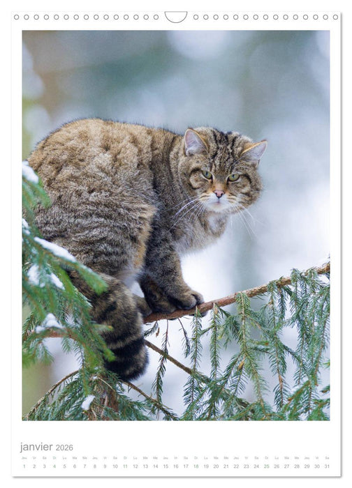 Chats forestiers (CALVENDO Calendrier mensuel 2026)