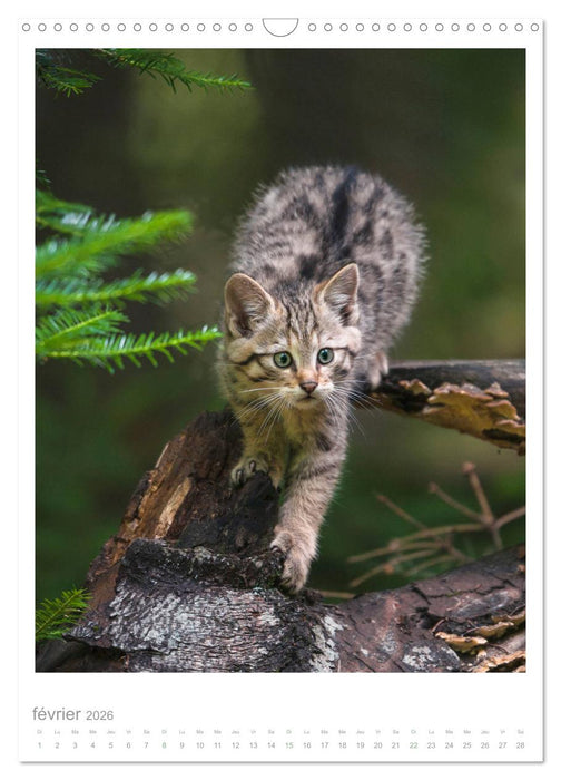 Chats forestiers (CALVENDO Calendrier mensuel 2026)