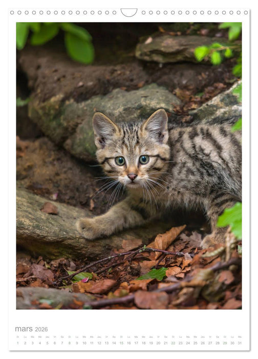 Chats forestiers (CALVENDO Calendrier mensuel 2026)