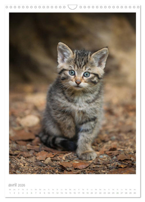 Chats forestiers (CALVENDO Calendrier mensuel 2026)