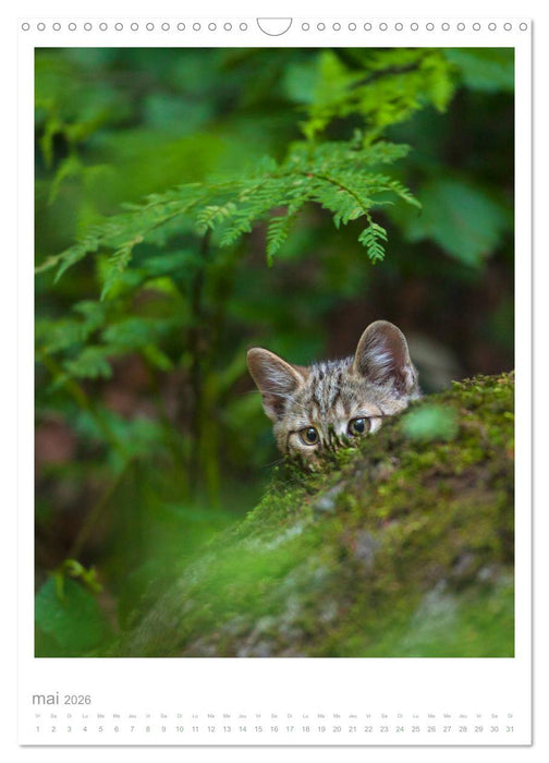 Chats forestiers (CALVENDO Calendrier mensuel 2026)