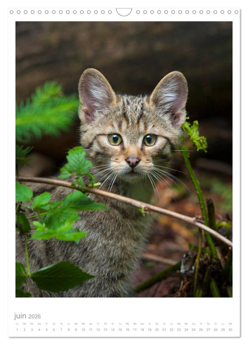 Chats forestiers (CALVENDO Calendrier mensuel 2026)