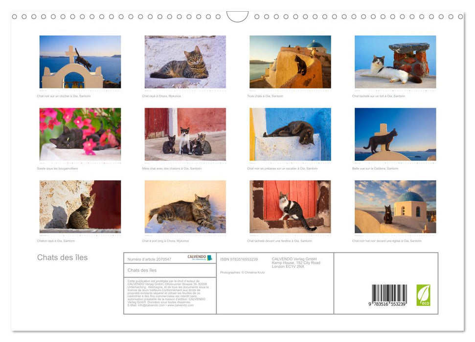Chats des îles (CALVENDO Calendrier mensuel 2026)