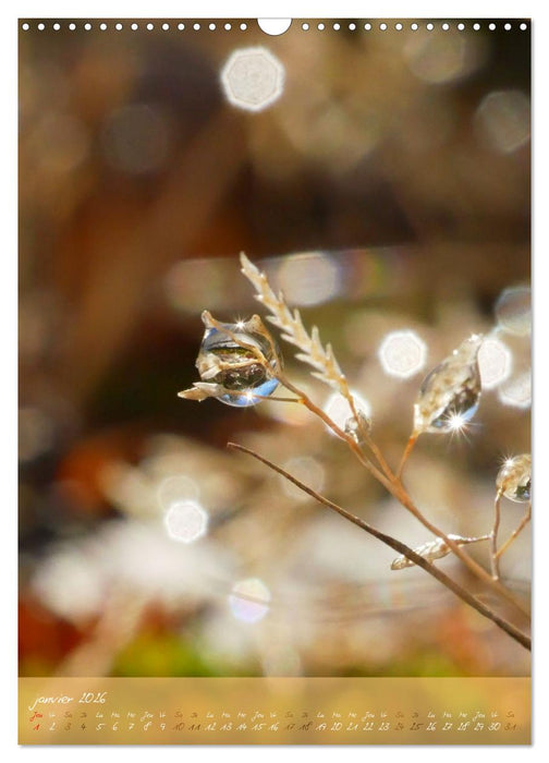 Concordia floralis (CALVENDO Calendrier mensuel 2026)