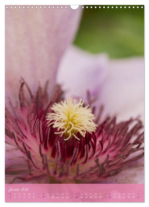 Concordia floralis (CALVENDO Calendrier mensuel 2026)