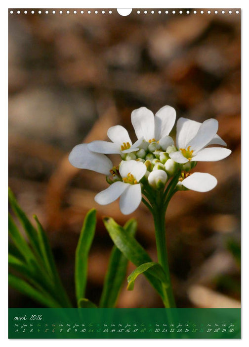 Concordia floralis (CALVENDO Calendrier mensuel 2026)