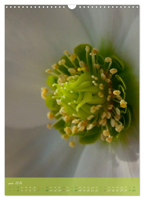 Concordia floralis (CALVENDO Calendrier mensuel 2026)