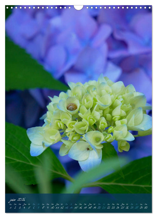 Concordia floralis (CALVENDO Calendrier mensuel 2026)