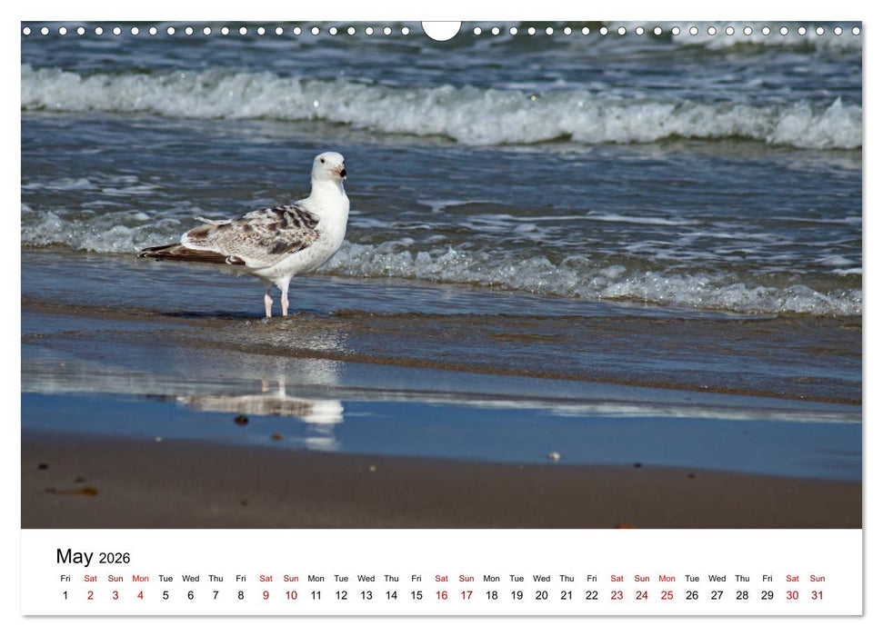 The Sea - A place for dreams (CALVENDO Monthly Calendar 2026)