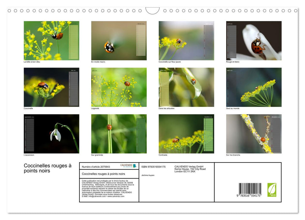 Coccinelles rouges à points noirs (CALVENDO Calendrier mensuel 2026)