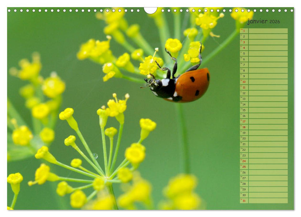 Coccinelles rouges à points noirs (CALVENDO Calendrier mensuel 2026)