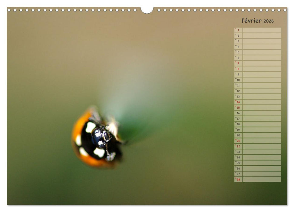 Coccinelles rouges à points noirs (CALVENDO Calendrier mensuel 2026)