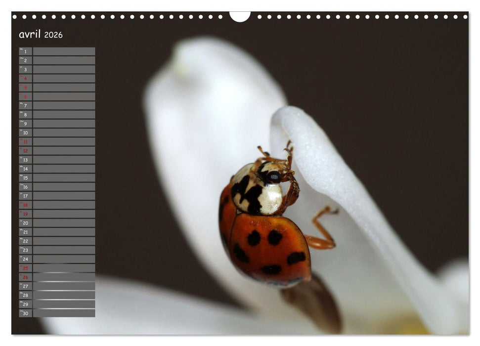 Coccinelles rouges à points noirs (CALVENDO Calendrier mensuel 2026)